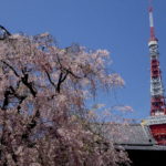 春爛漫の東京タワーと奉修行列